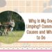 Why Is My Dog Limping? Common Causes and What to Do